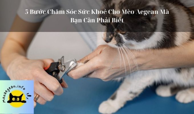 5 Bước Chăm Sóc Sức Khoẻ Cho Mèo Aegean Mà Bạn Cần Phải Biết