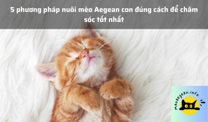 5 phương pháp nuôi mèo Aegean con đúng cách để chăm sóc tốt nhất