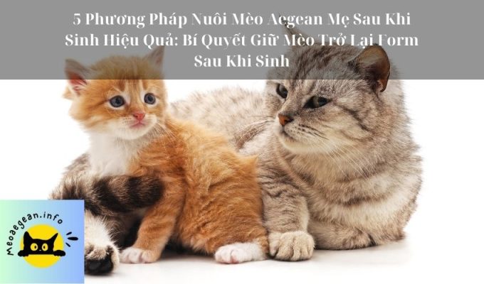 5 Phương Pháp Nuôi Mèo Aegean Mẹ Sau Khi Sinh Hiệu Quả: Bí Quyết Giữ Mèo Trở Lại Form Sau Khi Sinh