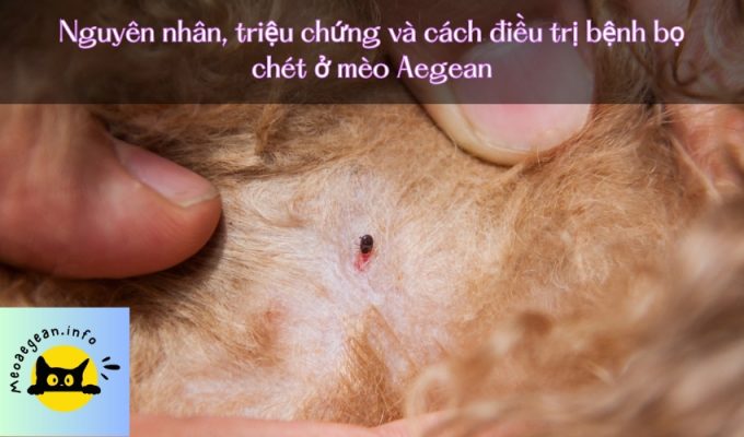 Nguyên nhân, triệu chứng và cách điều trị bệnh bọ chét ở mèo Aegean