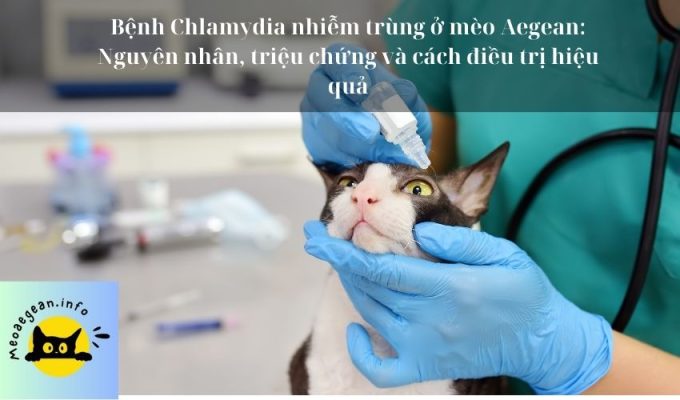 Bệnh Chlamydia nhiễm trùng ở mèo Aegean: Nguyên nhân, triệu chứng và cách điều trị hiệu quả