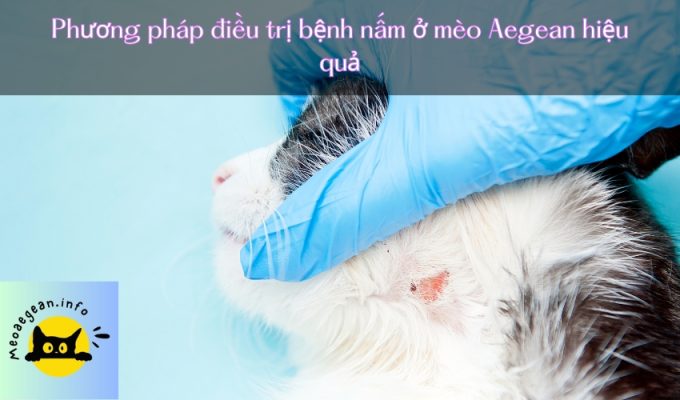 Phương pháp điều trị bệnh nấm ở mèo Aegean hiệu quả