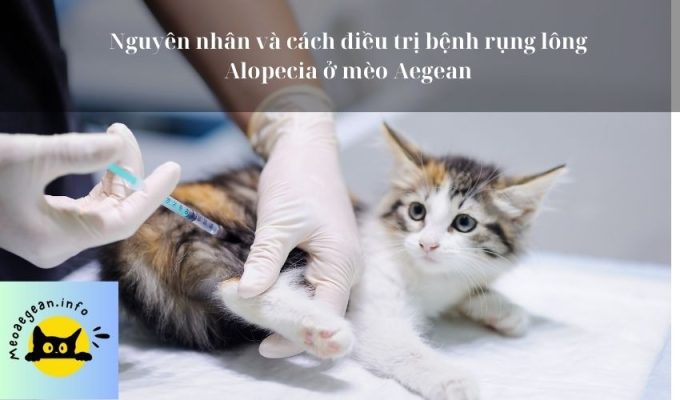 Nguyên nhân và cách điều trị bệnh rụng lông Alopecia ở mèo Aegean