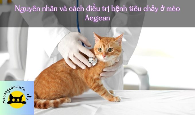 Nguyên nhân và cách điều trị bệnh tiêu chảy ở mèo Aegean