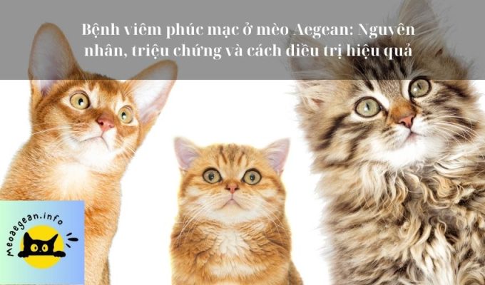 Bệnh viêm phúc mạc ở mèo Aegean: Nguyên nhân, triệu chứng và cách điều trị hiệu quả