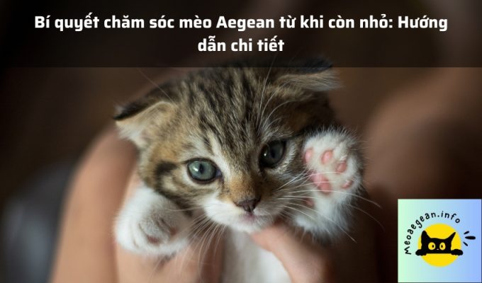 Bí quyết chăm sóc mèo Aegean từ khi còn nhỏ: Hướng dẫn chi tiết