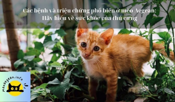 Các bệnh và triệu chứng phổ biến ở mèo Aegean: Hãy hiểu về sức khỏe của thú cưng