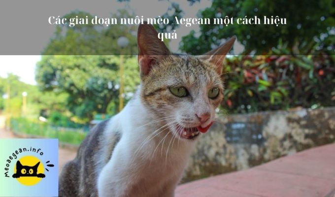 Các giai đoạn nuôi mèo Aegean một cách hiệu quả