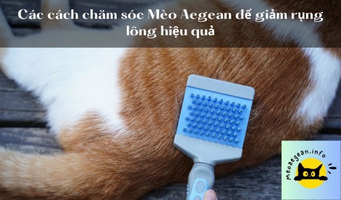 Các cách chăm sóc Mèo Aegean để giảm rụng lông hiệu quả