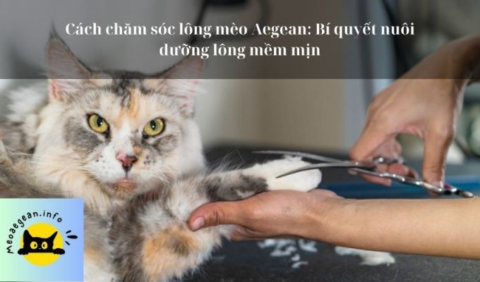 Cách chăm sóc lông mèo Aegean: Bí quyết nuôi dưỡng lông mềm mịn