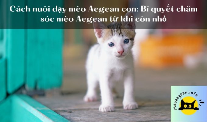 Cách nuôi dạy mèo Aegean con: Bí quyết chăm sóc mèo Aegean từ khi còn nhỏ