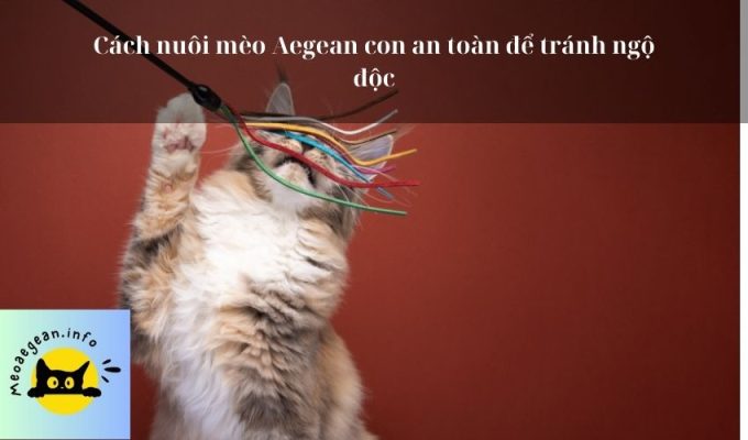 Cách nuôi mèo Aegean con an toàn để tránh ngộ độc