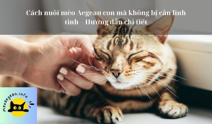 Cách nuôi mèo Aegean con mà không bị cắn linh tinh  - Hướng dẫn chi tiết