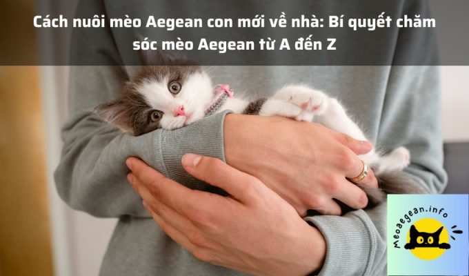 Cách nuôi mèo Aegean con mới về nhà: Bí quyết chăm sóc mèo Aegean từ A đến Z