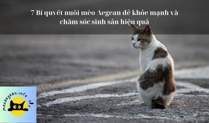 7 Bí quyết nuôi mèo Aegean đẻ khỏe mạnh và chăm sóc sinh sản hiệu quả