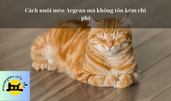 Cách nuôi mèo Aegean mà không tốn kém chi phí