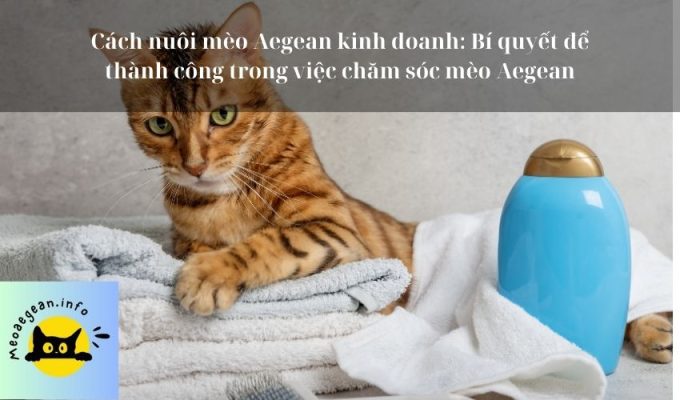 Cách nuôi mèo Aegean kinh doanh: Bí quyết để thành công trong việc chăm sóc mèo Aegean