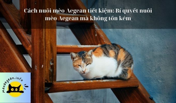 Cách nuôi mèo Aegean tiết kiệm: Bí quyết nuôi mèo Aegean mà không tốn kém