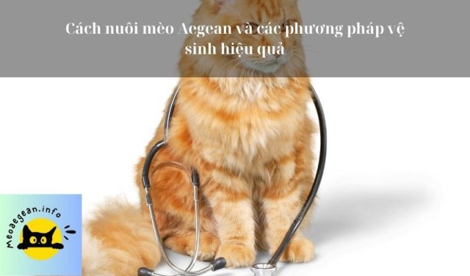 Cách nuôi mèo Aegean và các phương pháp vệ sinh hiệu quả