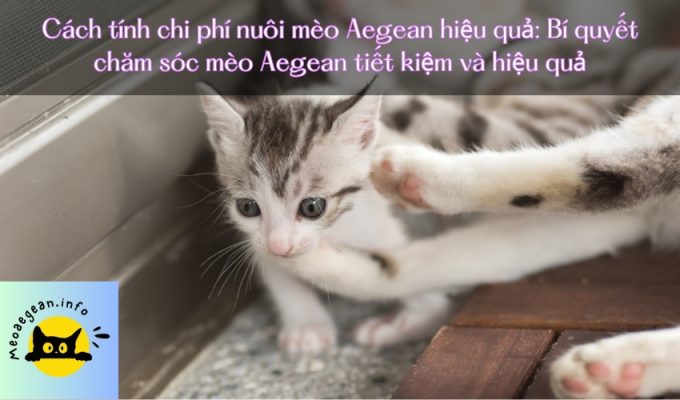 Cách tính chi phí nuôi mèo Aegean hiệu quả: Bí quyết chăm sóc mèo Aegean tiết kiệm và hiệu quả