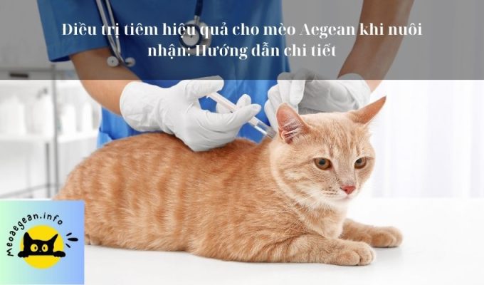 Điều trị tiêm hiệu quả cho mèo Aegean khi nuôi nhận: Hướng dẫn chi tiết