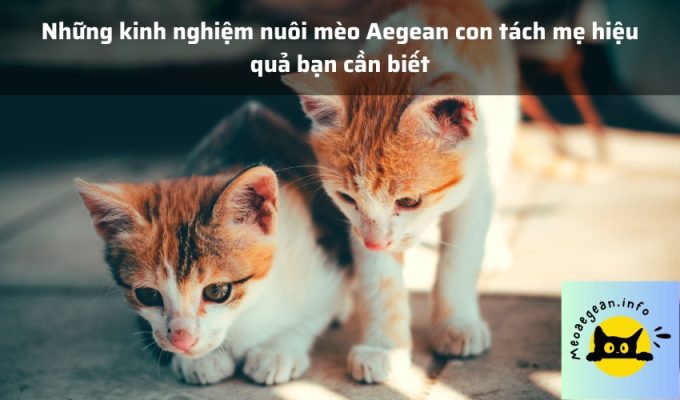 Những kinh nghiệm nuôi mèo Aegean con tách mẹ hiệu quả bạn cần biết