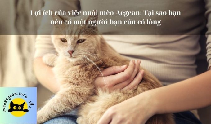 Lợi ích của việc nuôi mèo Aegean: Tại sao bạn nên có một người bạn cún có lông