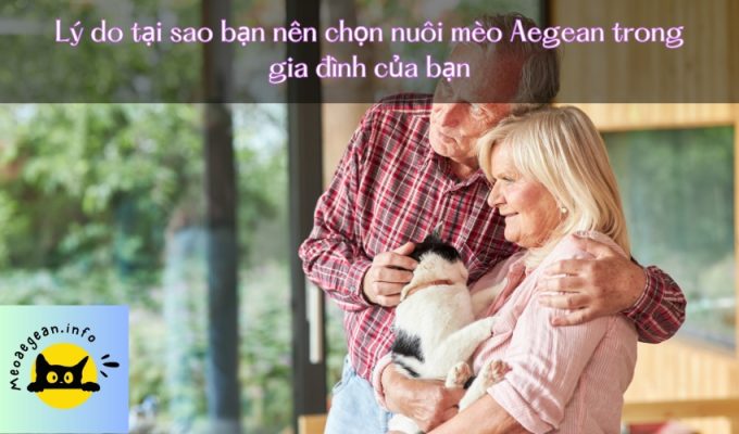 Lý do tại sao bạn nên chọn nuôi mèo Aegean trong gia đình của bạn