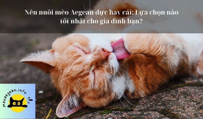 Nên nuôi mèo Aegean đực hay cái: Lựa chọn nào tốt nhất cho gia đình bạn?