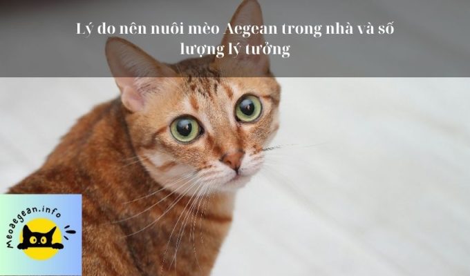 Lý do nên nuôi mèo Aegean trong nhà và số lượng lý tưởng