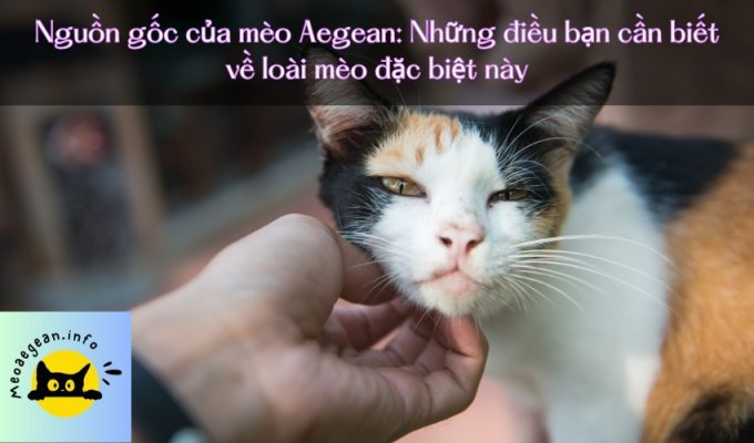 Nguồn gốc của mèo Aegean: Những điều bạn cần biết về loài mèo đặc biệt này