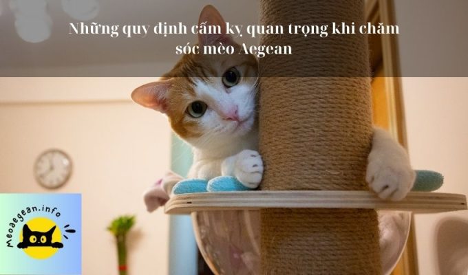 Những quy định cấm kỵ quan trọng khi chăm sóc mèo Aegean