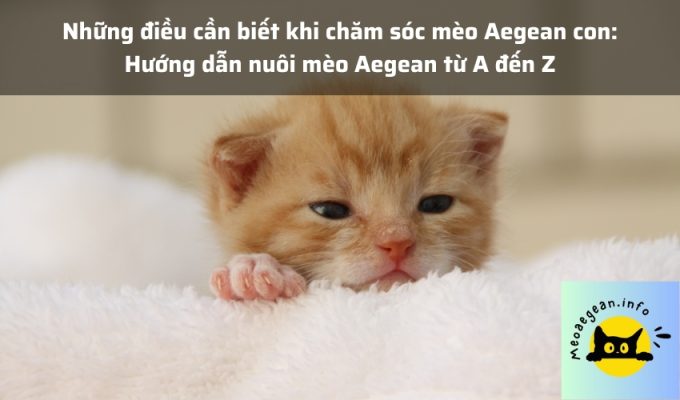 Những điều cần biết khi chăm sóc mèo Aegean con: Hướng dẫn nuôi mèo Aegean từ A đến Z