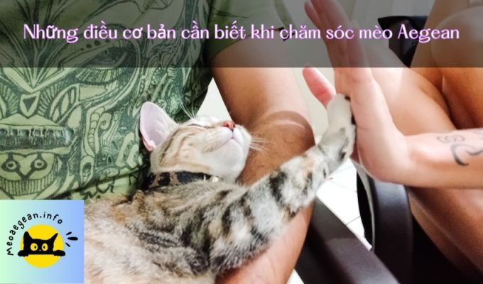 Những điều cơ bản cần biết khi chăm sóc mèo Aegean