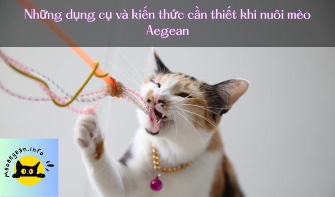 Những dụng cụ và kiến thức cần thiết khi nuôi mèo Aegean