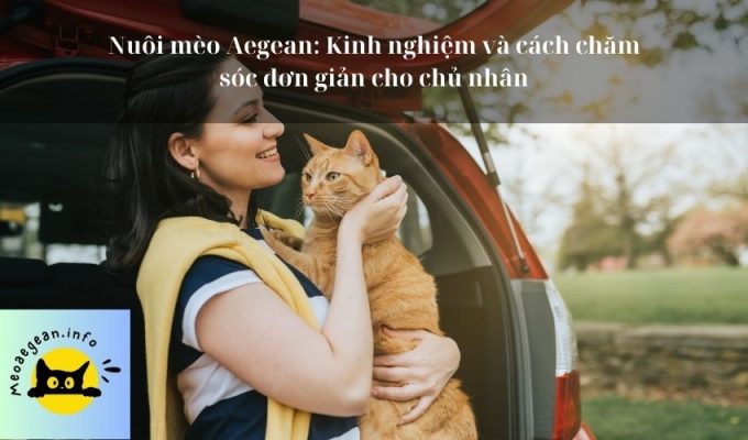 Nuôi mèo Aegean: Kinh nghiệm và cách chăm sóc đơn giản cho chủ nhân