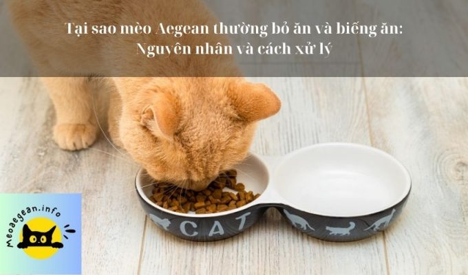 Tại sao mèo Aegean thường bỏ ăn và biếng ăn: Nguyên nhân và cách xử lý